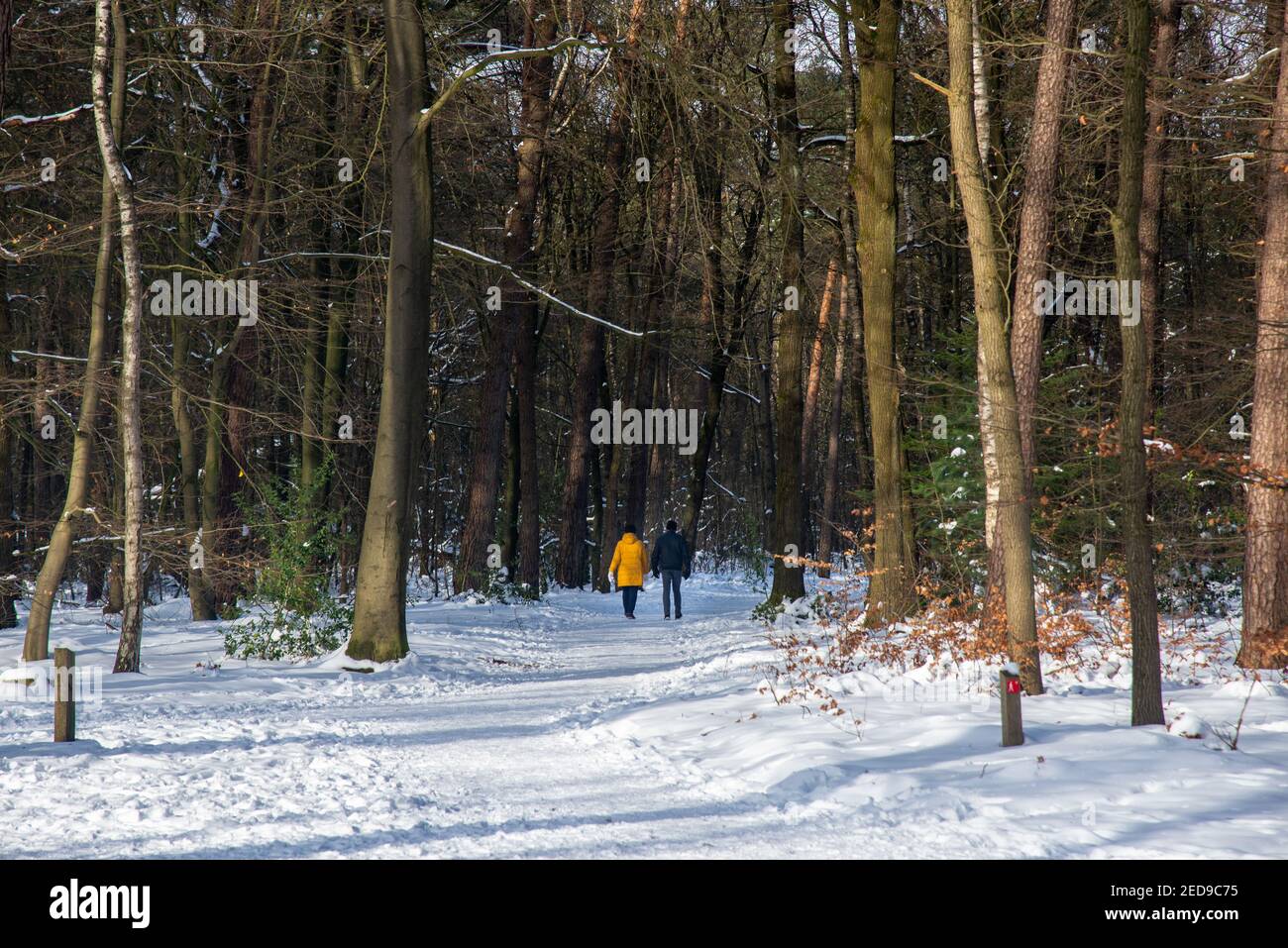 La famiglia cammina in un paesaggio innevato con la foresta ad Achterhoek, Olanda Foto Stock