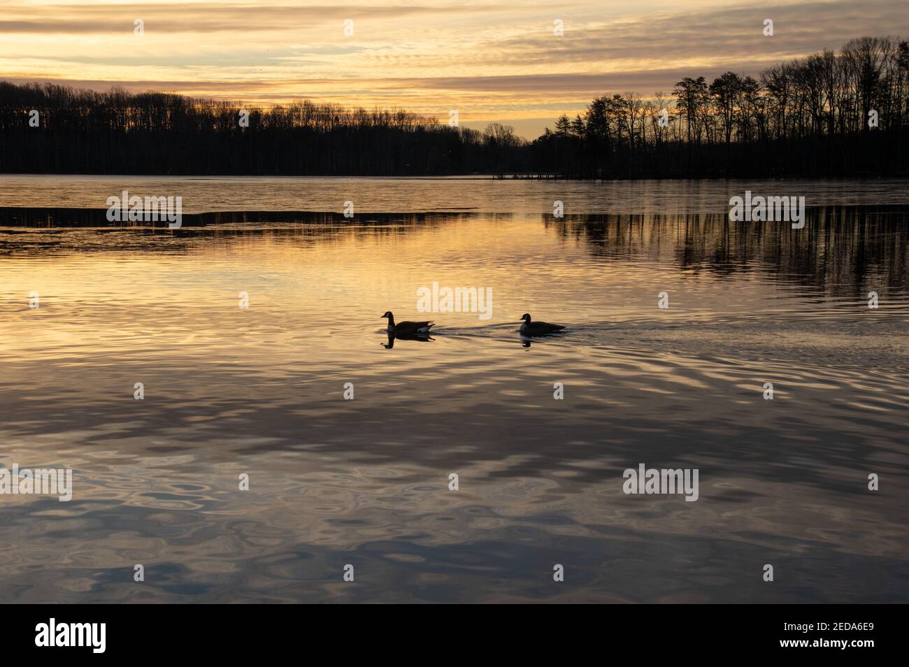 Alba invernale a Burke Lake Park, Virginia, con le oche canadesi riflesse nel lago Foto Stock