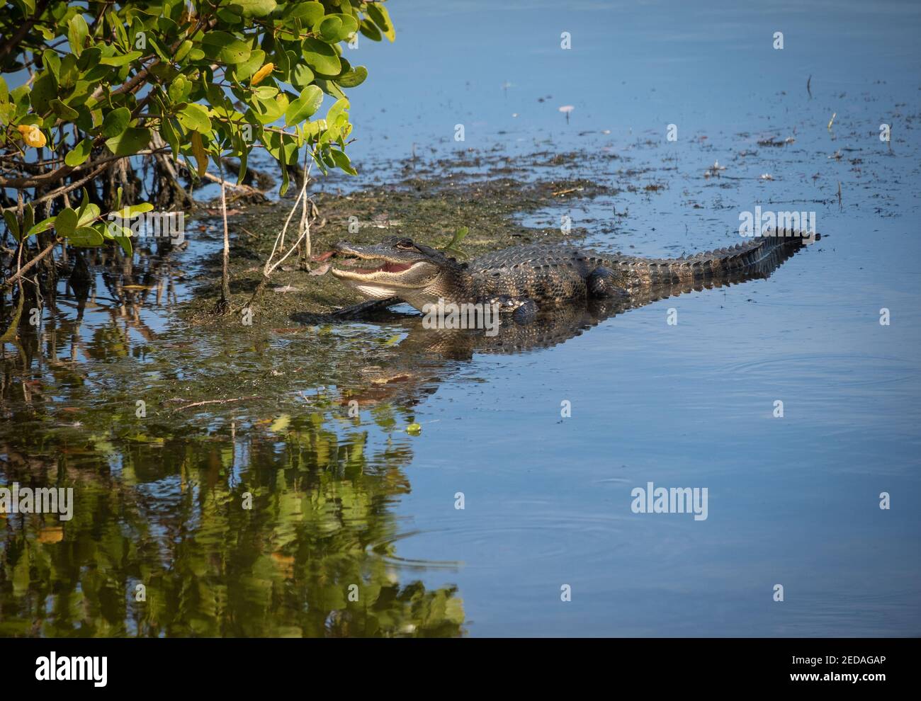 Il coccodrillo americano in acqua Foto Stock