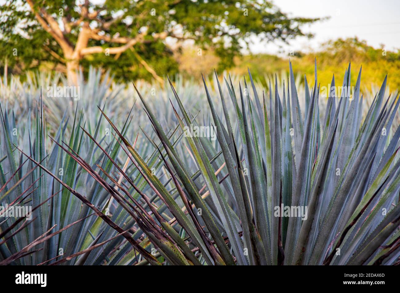 Mayapan Distilleria tradizionale Agave fuori Valladolid, Yucatán, Messico Foto Stock