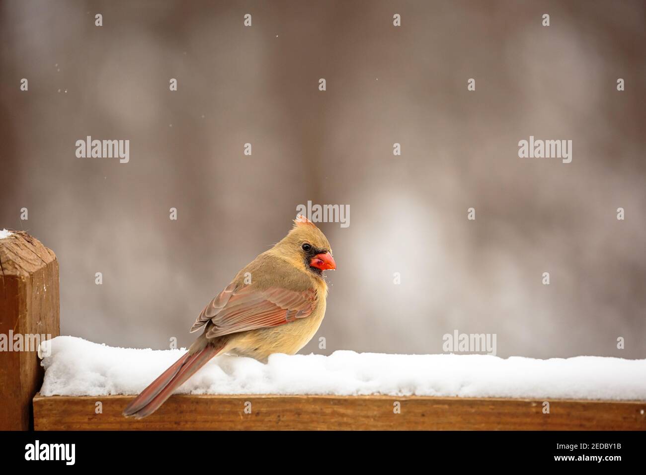 Femmina cardinale settentrionale (cardinalis cardinalis) appollaiato su una rotaia coperta di neve in Wisconsin, orizzontale Foto Stock