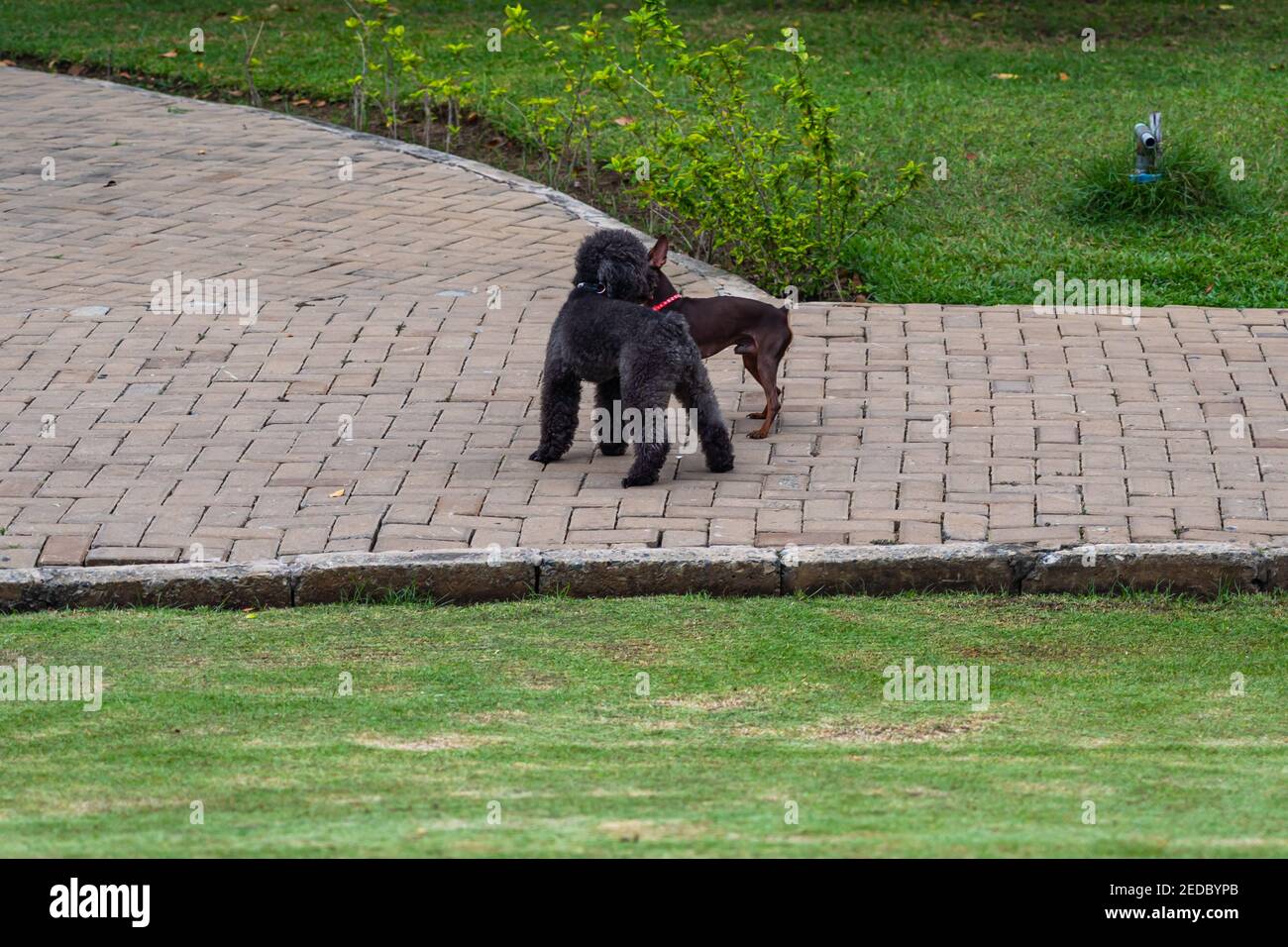 Piccolo poodle nero e cane chihuahua che gioca al parco Foto Stock