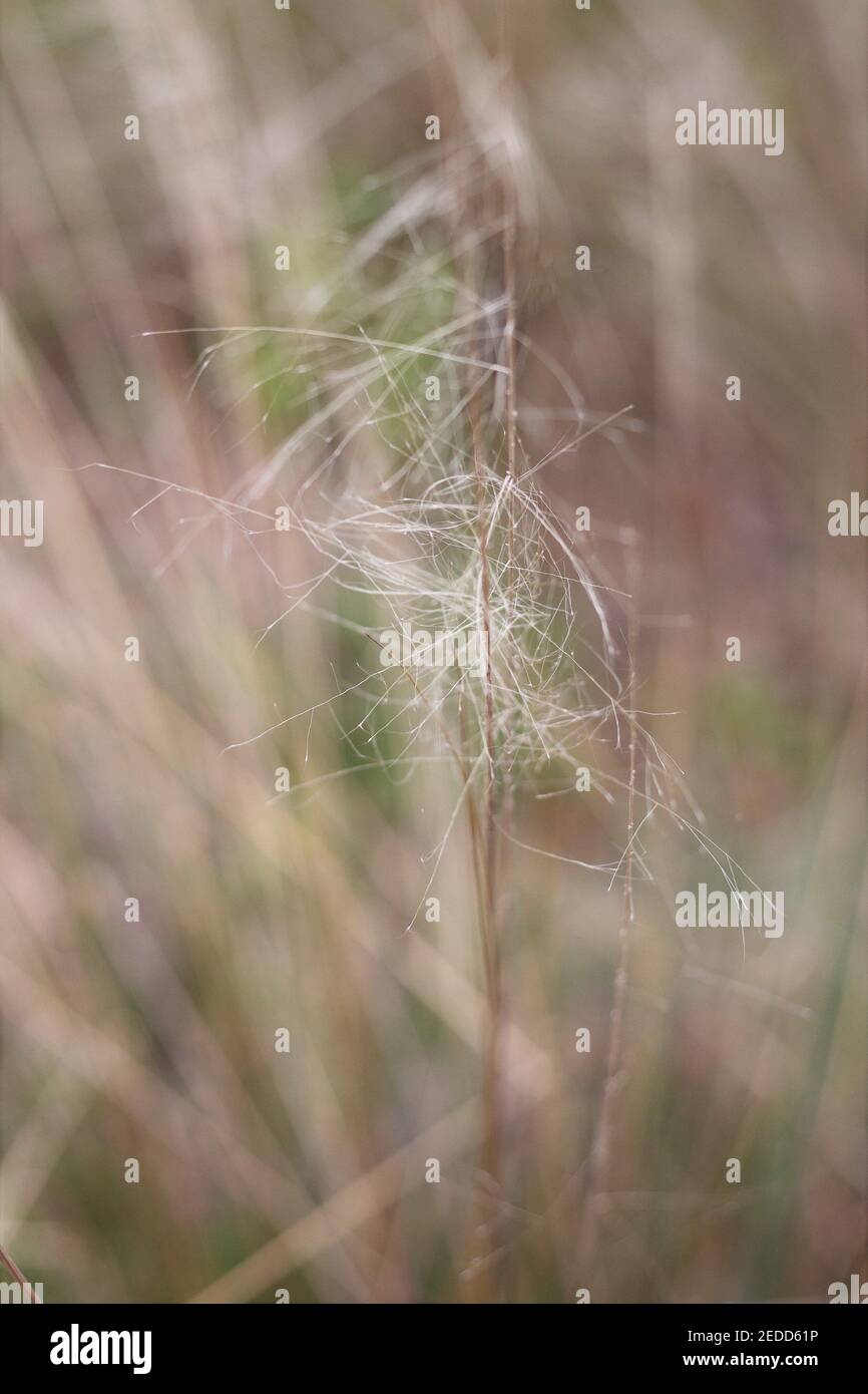 Muhlenbergia capillaris - erba muhly. Foto Stock