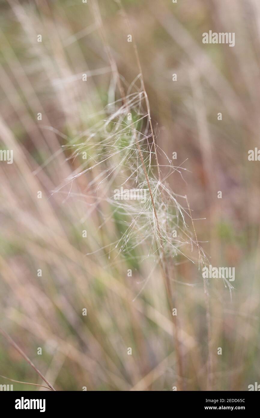 Muhlenbergia capillaris - erba muhly. Foto Stock
