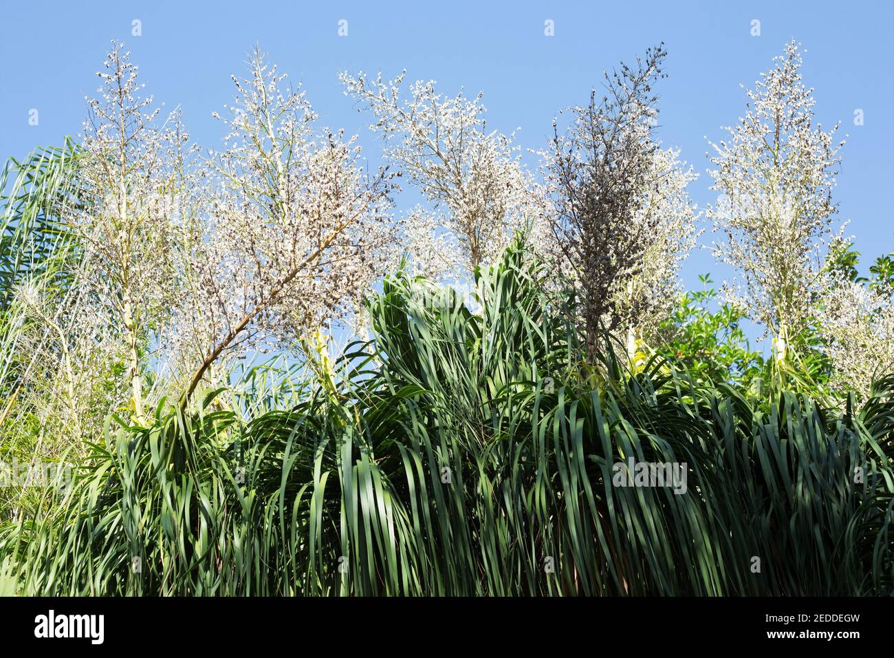 Beaucarnea recurvata - palma a coda di ponice. Foto Stock