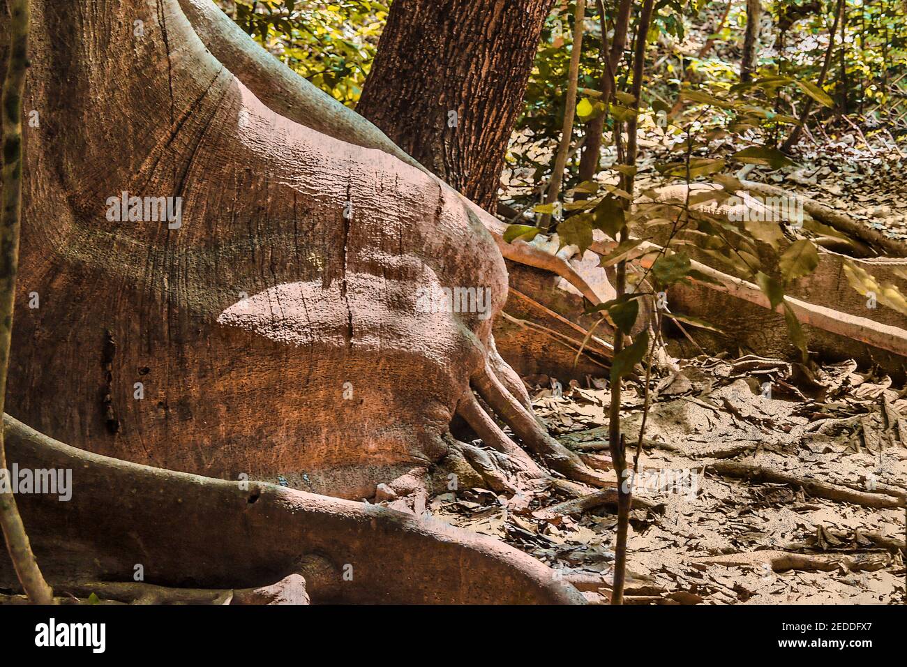 Una radice massiccia si diffuse da un albero di banyan nella Rockland Ammock a Villa Vizcaya a Miami, Florida. Foto Stock