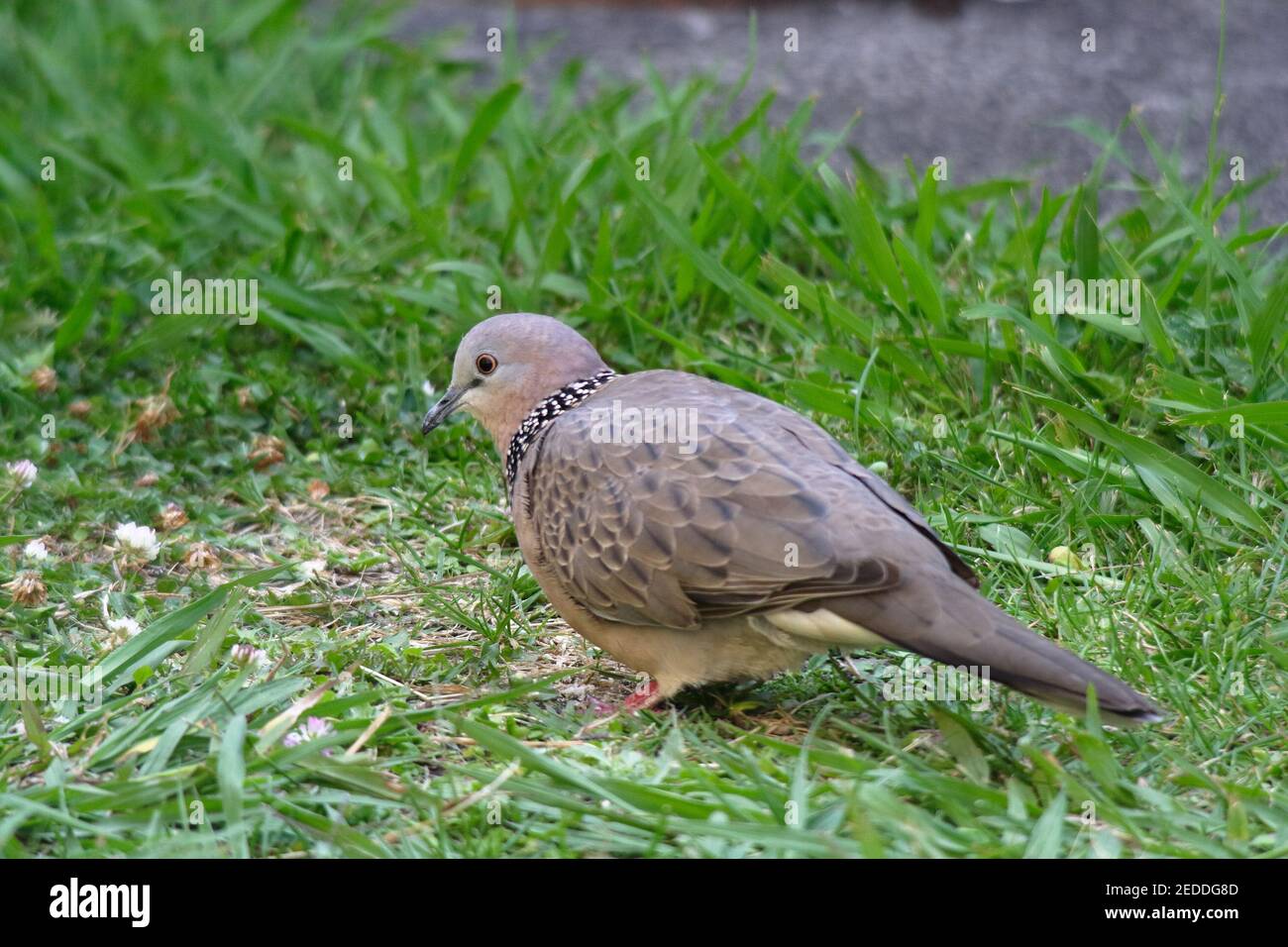 Dove macchiato (Spilopelia chinensis), rivolto a sinistra su un prato erboso. Melbourne, Australia. Foto Stock