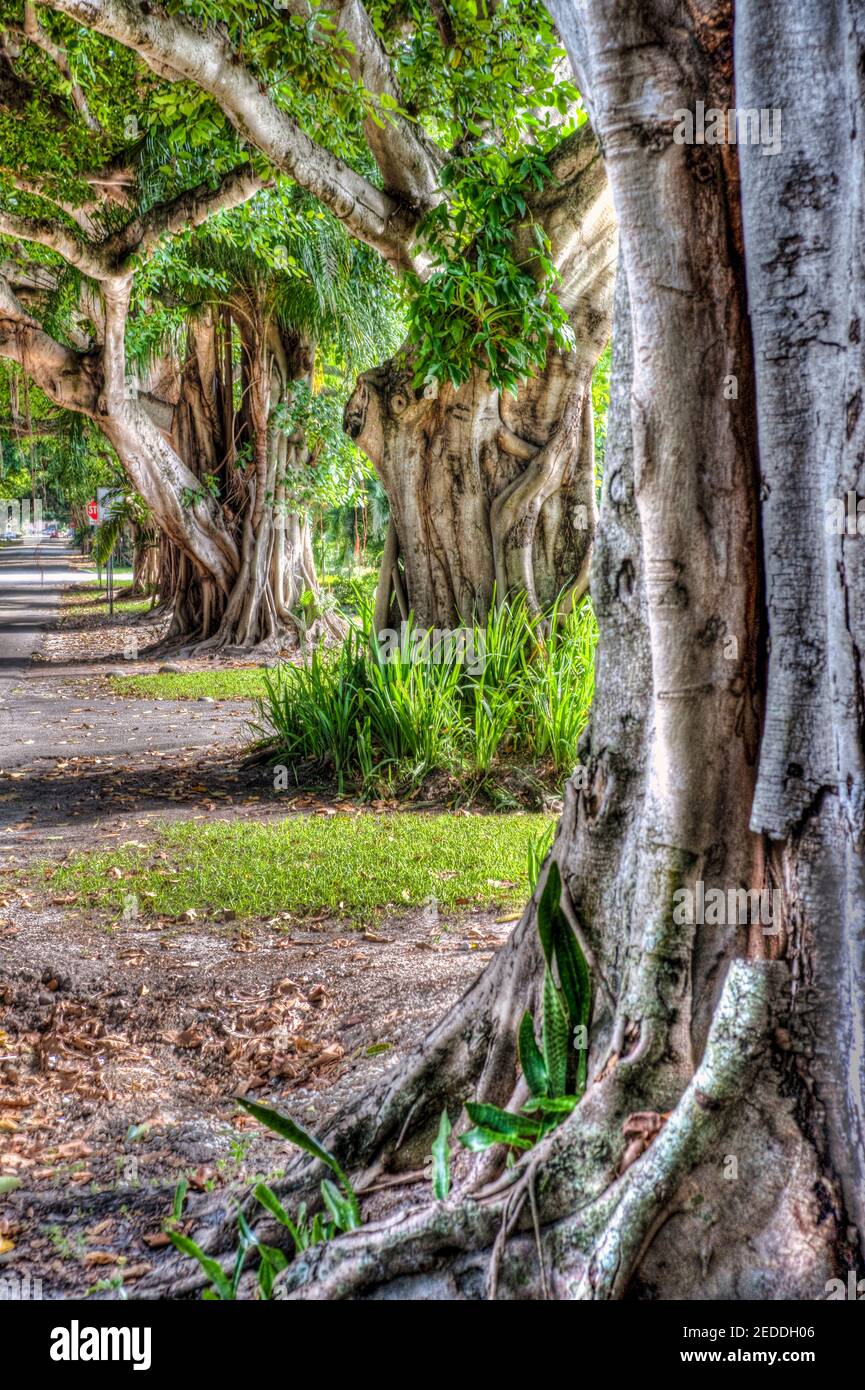 L'albero di banyan fiancheggiata da Columbus Boulevard a Coral Gables, Florida. Foto Stock