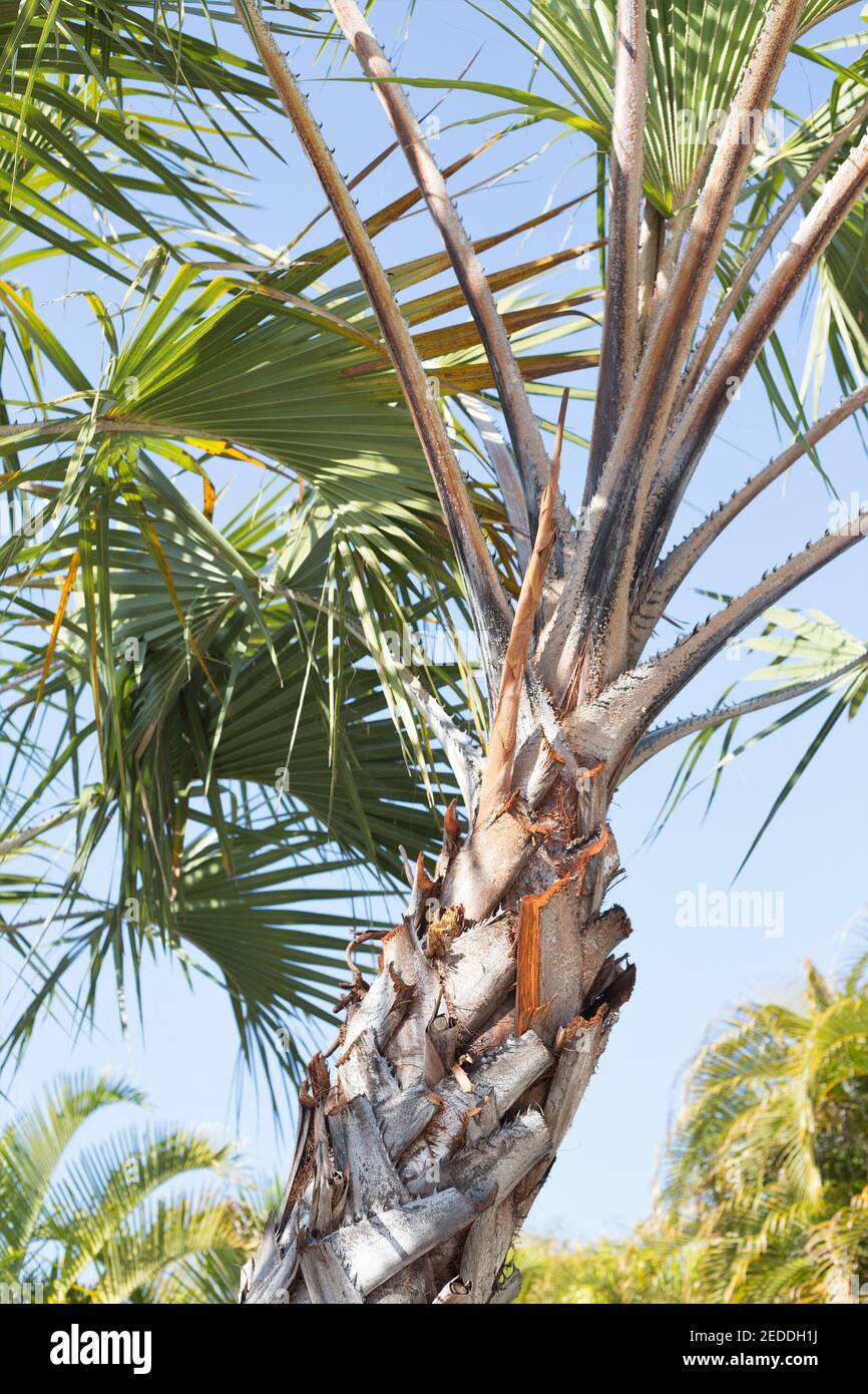 Hyphaene thebaica - palma di pan di zenzero. Foto Stock