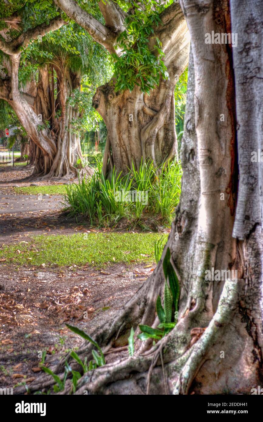 L'albero di banyan fiancheggiata da Columbus Boulevard a Coral Gables, Florida. Foto Stock