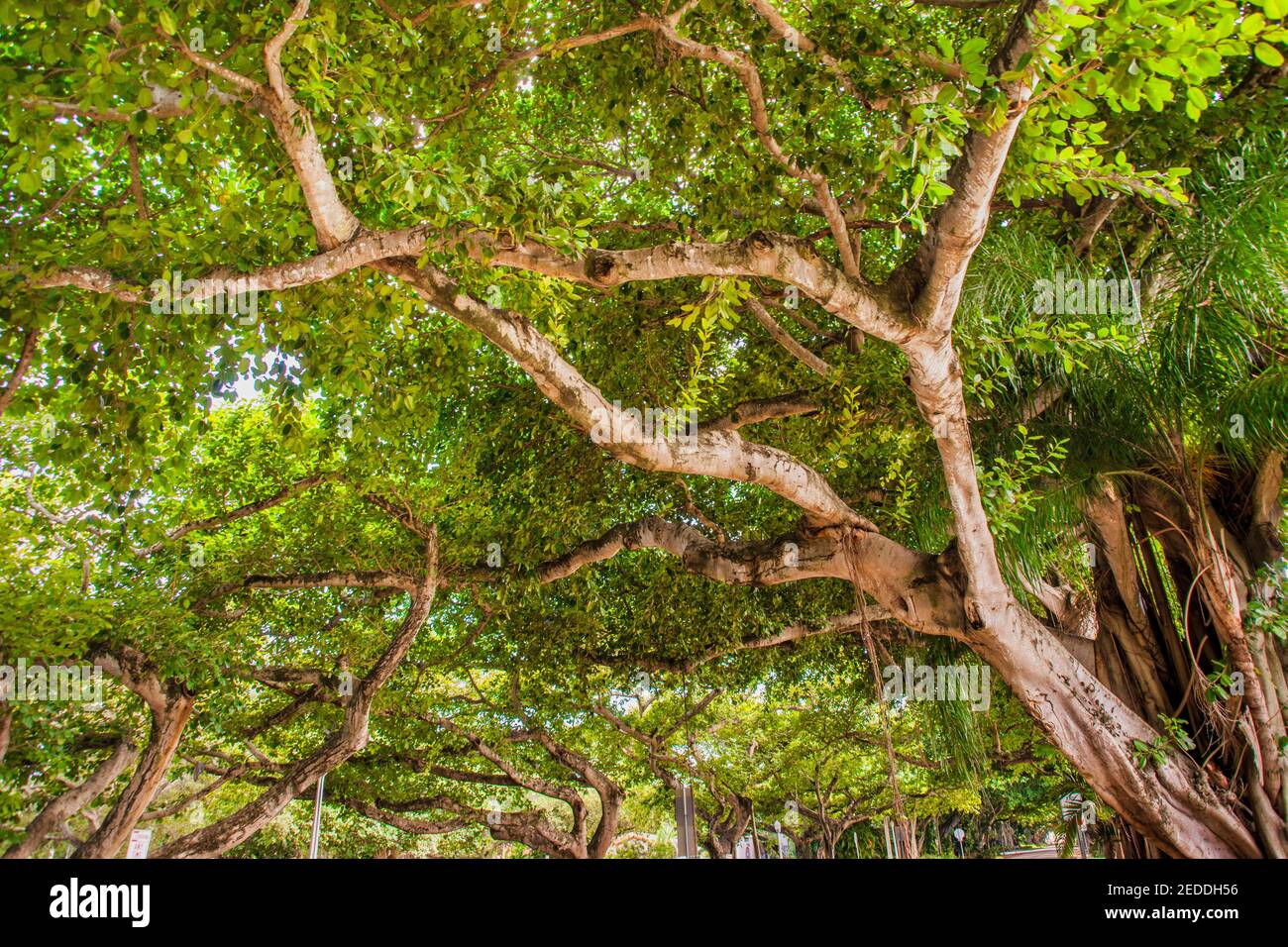 La baldacchino dell'albero di banyan sopra Columbus Boulevard a Coral Gables, Florida. Foto Stock