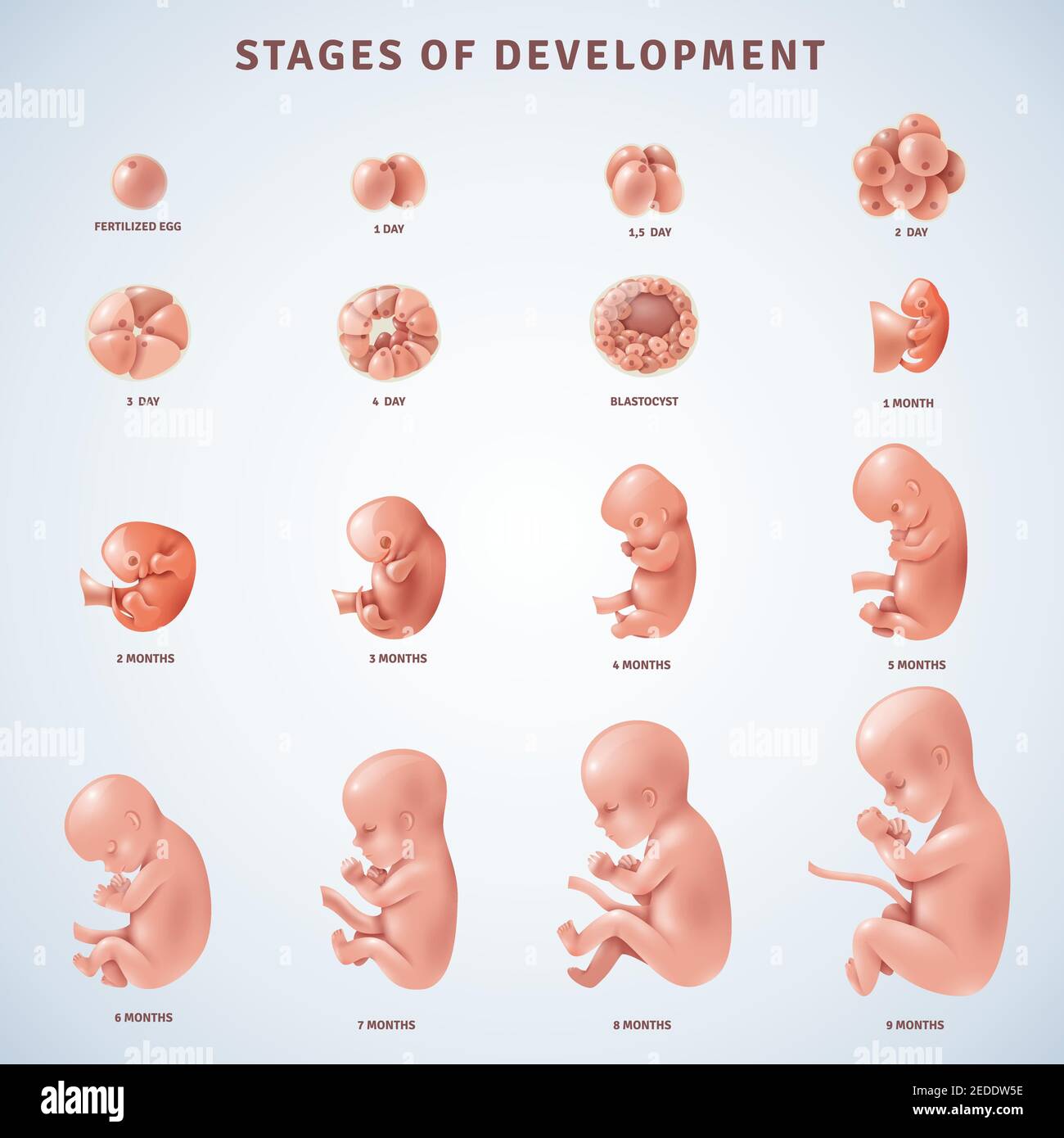 Sviluppo embrionale umano immagini e fotografie stock ad alta risoluzione -  Alamy