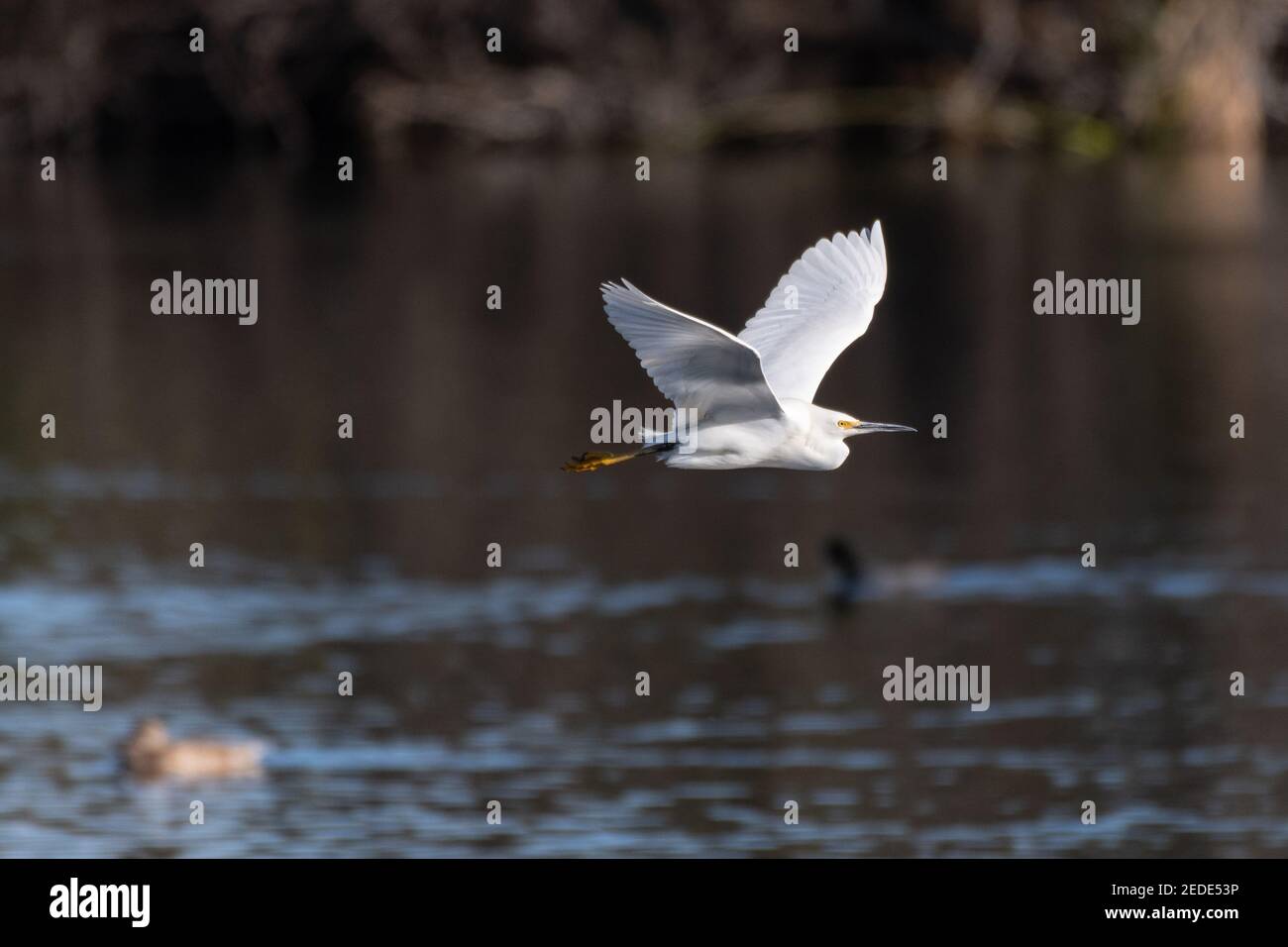 L'elegante Egret bianco neve scivola sopra la superficie dell'acqua dello stagno della laguna con piume bianche che riflettono il calore della luce solare del mattino. Foto Stock L'elegante Egret bianco neve scivola sopra la superficie dell'acqua dello stagno della laguna con piume bianche che riflettono il calore della luce solare del mattino. Foto Stock
