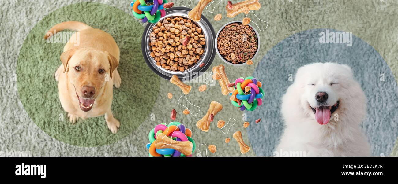 Banner pubblicitario per gli accessori per animali domestici con cani  carini Foto stock - Alamy