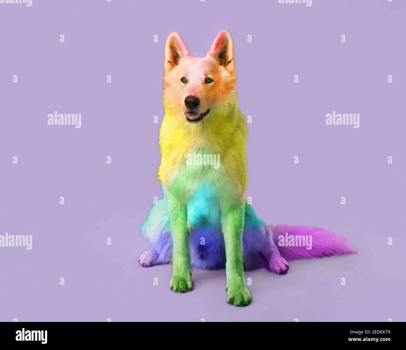 Carino cane arcobaleno colorato su sfondo lilla Foto Stock