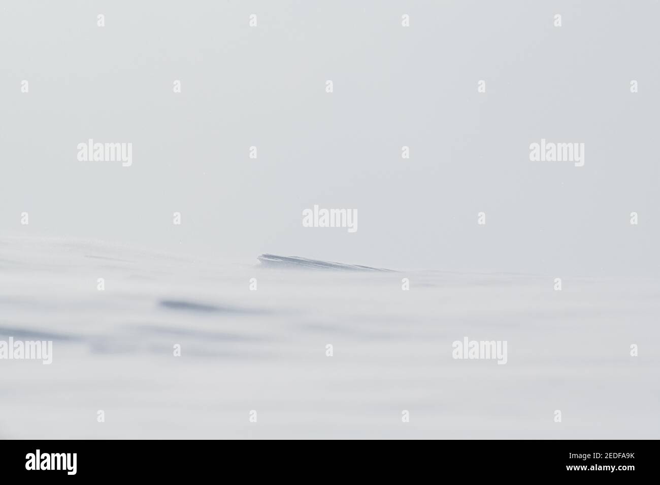 Splendido sfondo invernale con campo innevato. Texture invernale naturale. Vento su una superficie nevosa Foto Stock