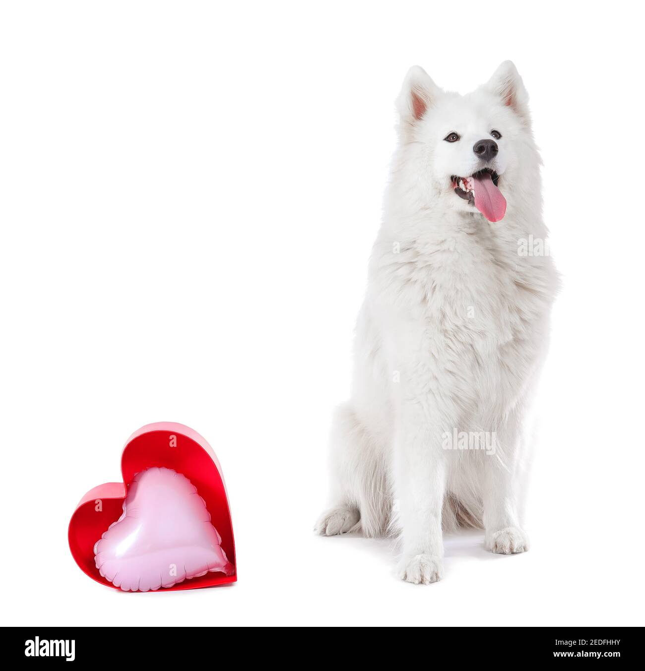 Carino cane Samoyed con palloncino su sfondo bianco. Festa di San Valentino Foto Stock