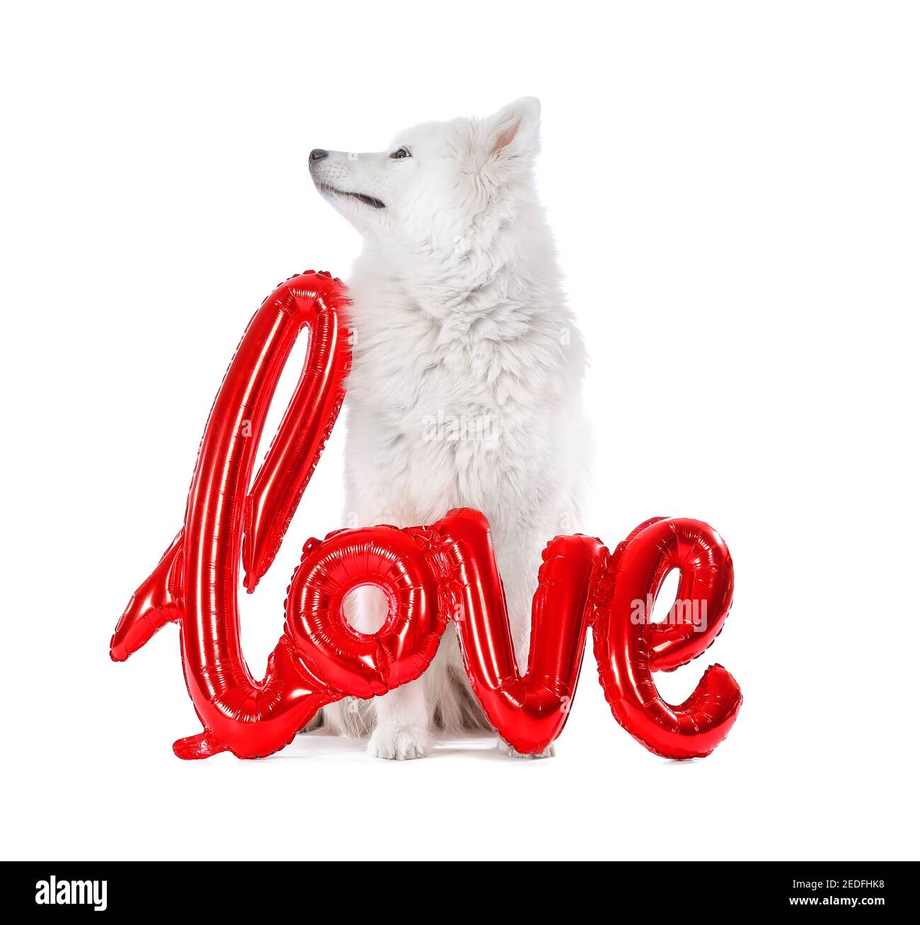 Carino cane Samoyed con palloncino su sfondo bianco. Festa di San Valentino Foto Stock