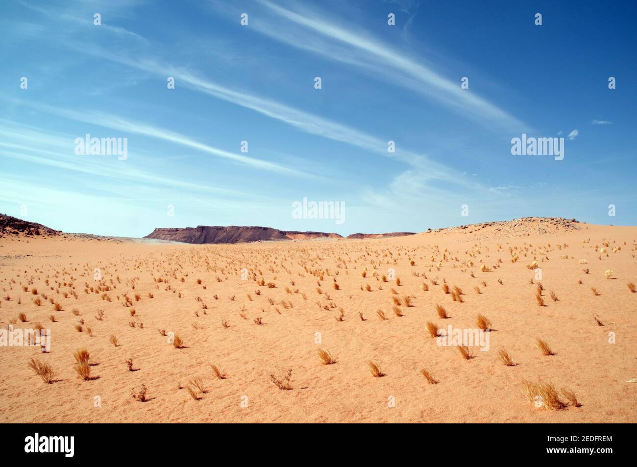 Piccola vegetazione vegetale che cresce attraverso la sabbia sull'altopiano di Gilf Kebir nella regione del deserto occidentale del Sahara, nell'Egitto sudoccidentale. Foto Stock