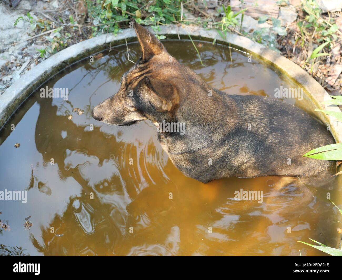 Il cane marrone scuro seduto in acqua nella vasca, comportamento degli animali domestici e riposo in estate e durante il tempo caldo Foto Stock