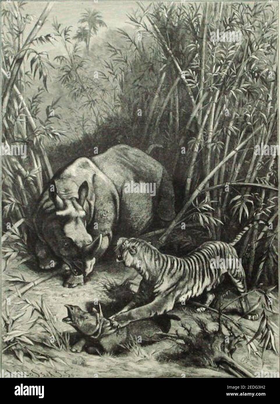 O. Fienzel-Tiger attacco rinoceronte in Java. Foto Stock