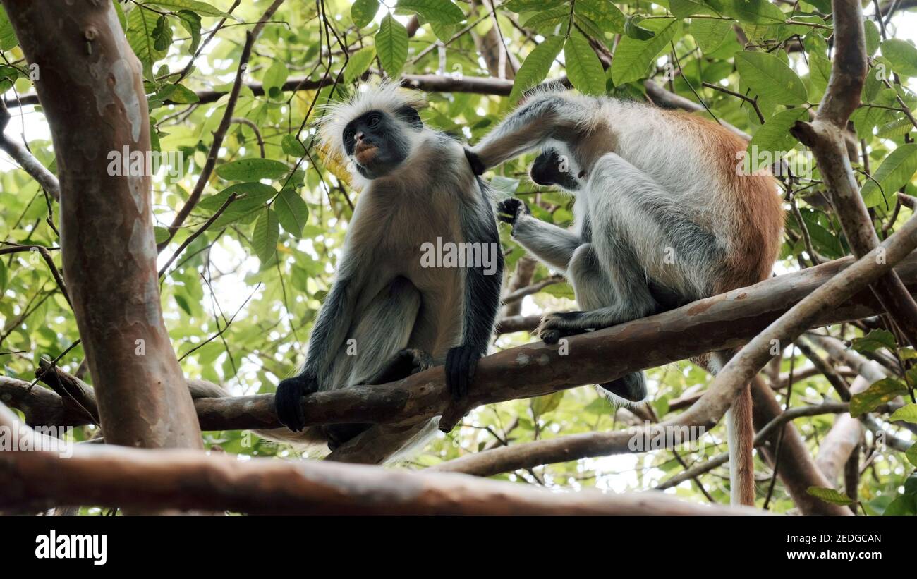 Divertente scimmia selvaggia cerca le pulci in amici capelli seduti sul ramo di albero tropicale in foresta in giornata di sole scatto ad angolo basso Foto Stock