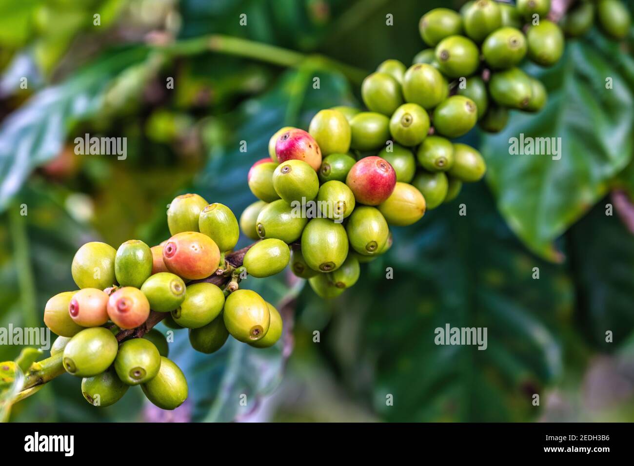 Chicchi di caffè freschi bacche sul ramo dell'albero del caffè Foto Stock