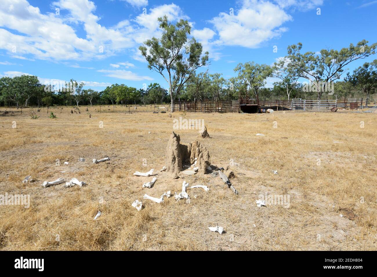 Ossa animali sparse intorno a un tumulo di termite presso il vecchio cortile del bestiame, Lorella Springs Wilderness Park, vicino a Borroloola, Northern Territory, NT, Austra Foto Stock