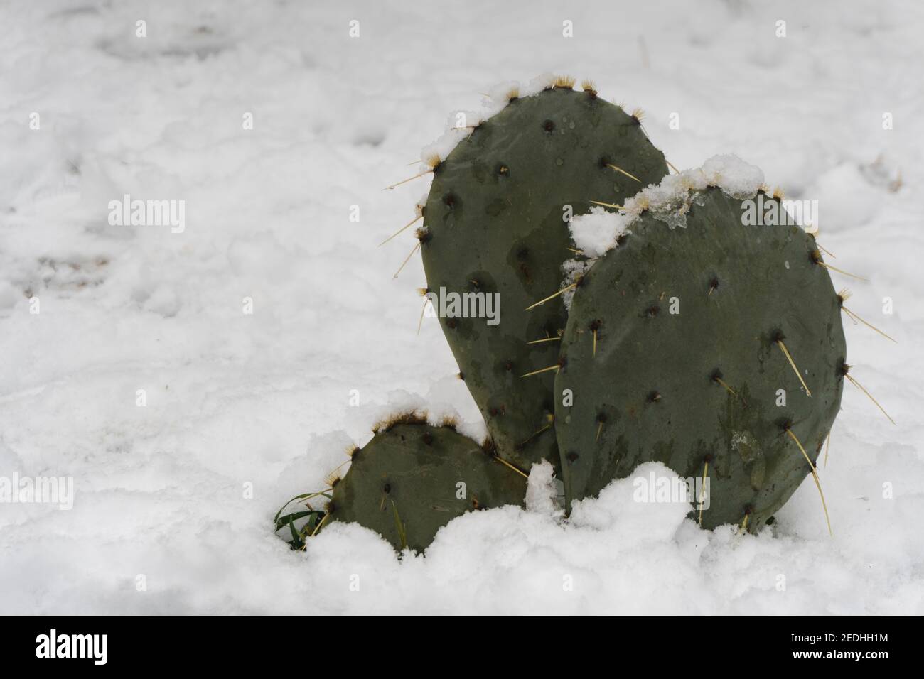 Pianta subtropicale cactus di pera di prickly in habitat naturale. Cascata naturale cataclisma nel deserto. Foto Stock