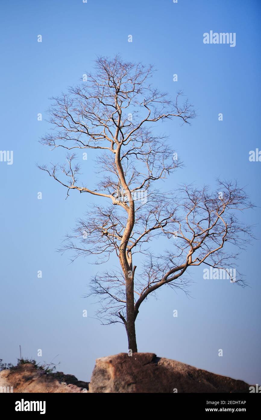 Un grande albero morto con il cielo blu Foto Stock