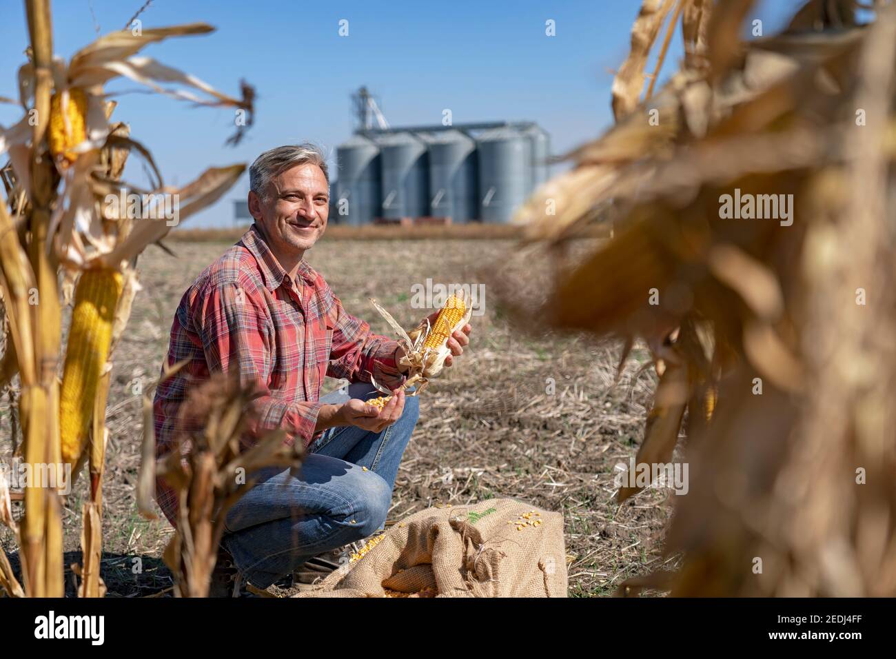 Coltivatore con silos di grano al momento della mietitura. Buon agricoltore con il mais COB in mano guardando la macchina fotografica. Foto Stock