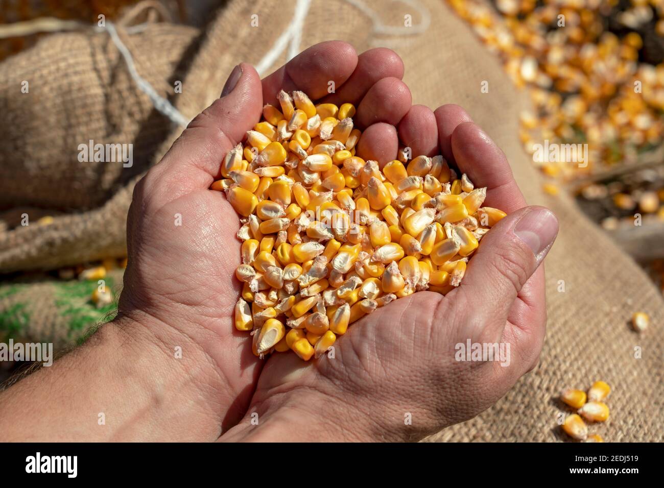 Primo piano delle mani del contadino con grani di mais. Mani grezze del coltivatore che tengono i kernels di mais sopra un sacco di lino caricato con mais di grano raccolto di fresco. Foto Stock