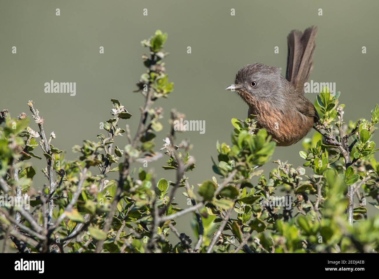 Wrentit (Chamaea fasciata) un piccolo uccello endemico della costa occidentale del Nord America, vive nell'habitat di macchia chaparral. Questo è della contea di Marin. Foto Stock