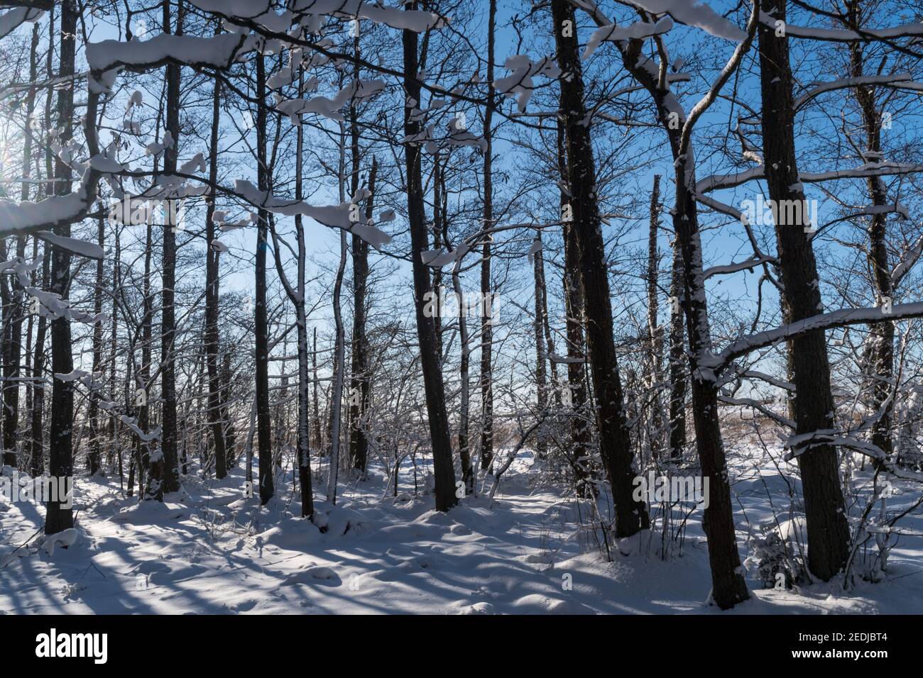 Foresta di alberi di Alder innevati nella stagione invernale Foto Stock