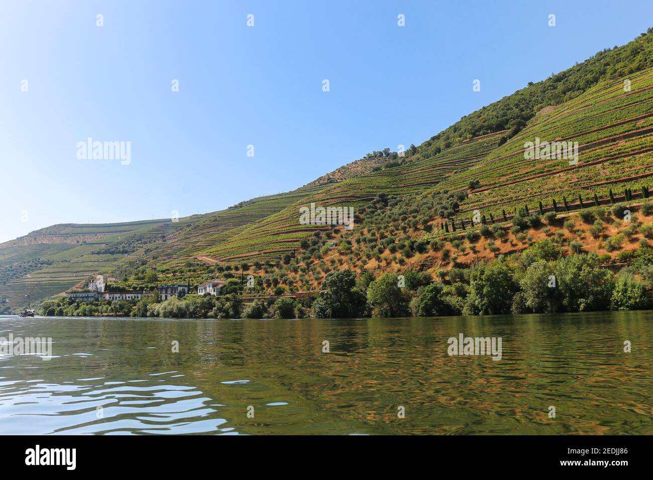 Vista dalla valle del Douro ai vigneti sulle colline, che producono il famoso vino di porto, Porto, Portogallo Foto Stock
