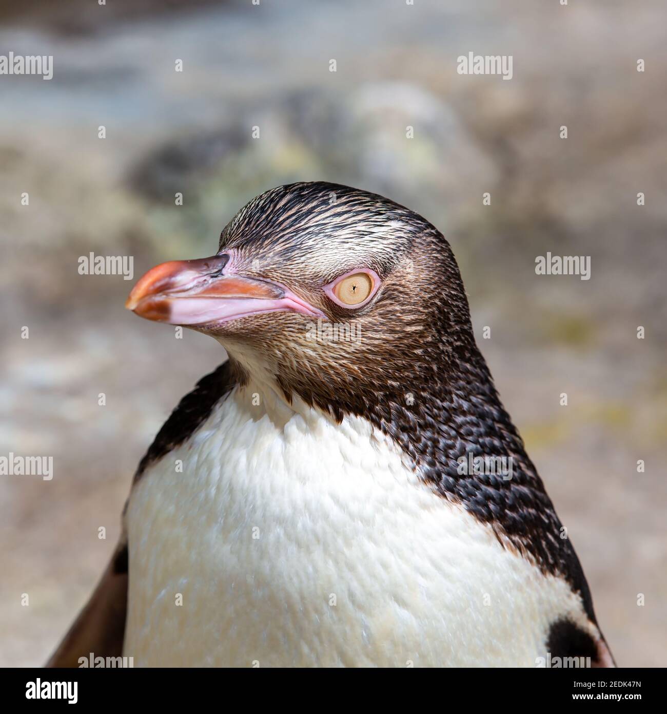 Penguin Megadyptes Antipodes Isola del Sud Nuova Zelanda Foto Stock