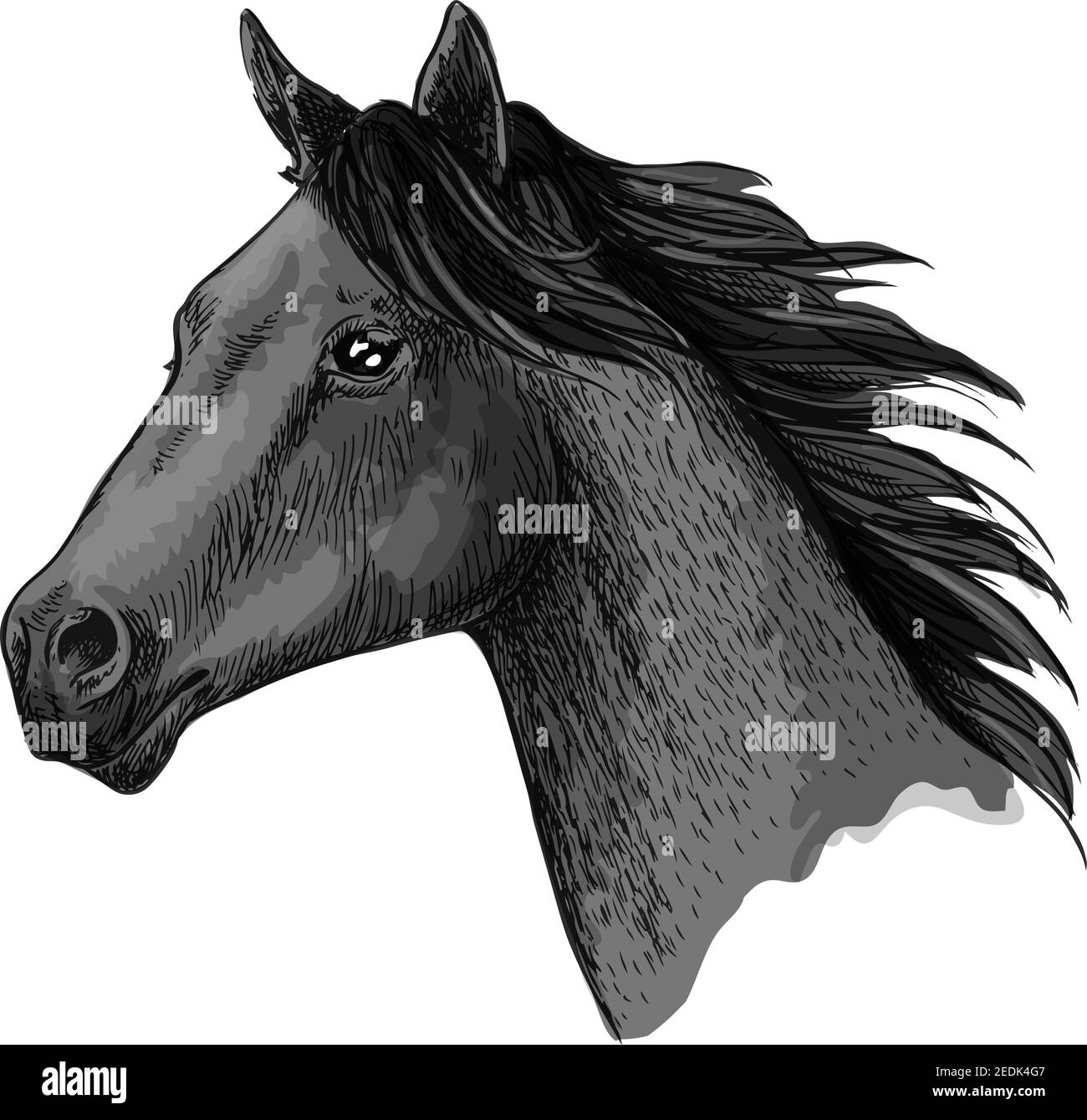 Cavallo vettore simbolo di equitazione o di equitazione sport. Testa di mustang nero selvatico o di mare con manne ondulata. Schizzo di stallone per razza equina animale o corse s Illustrazione Vettoriale