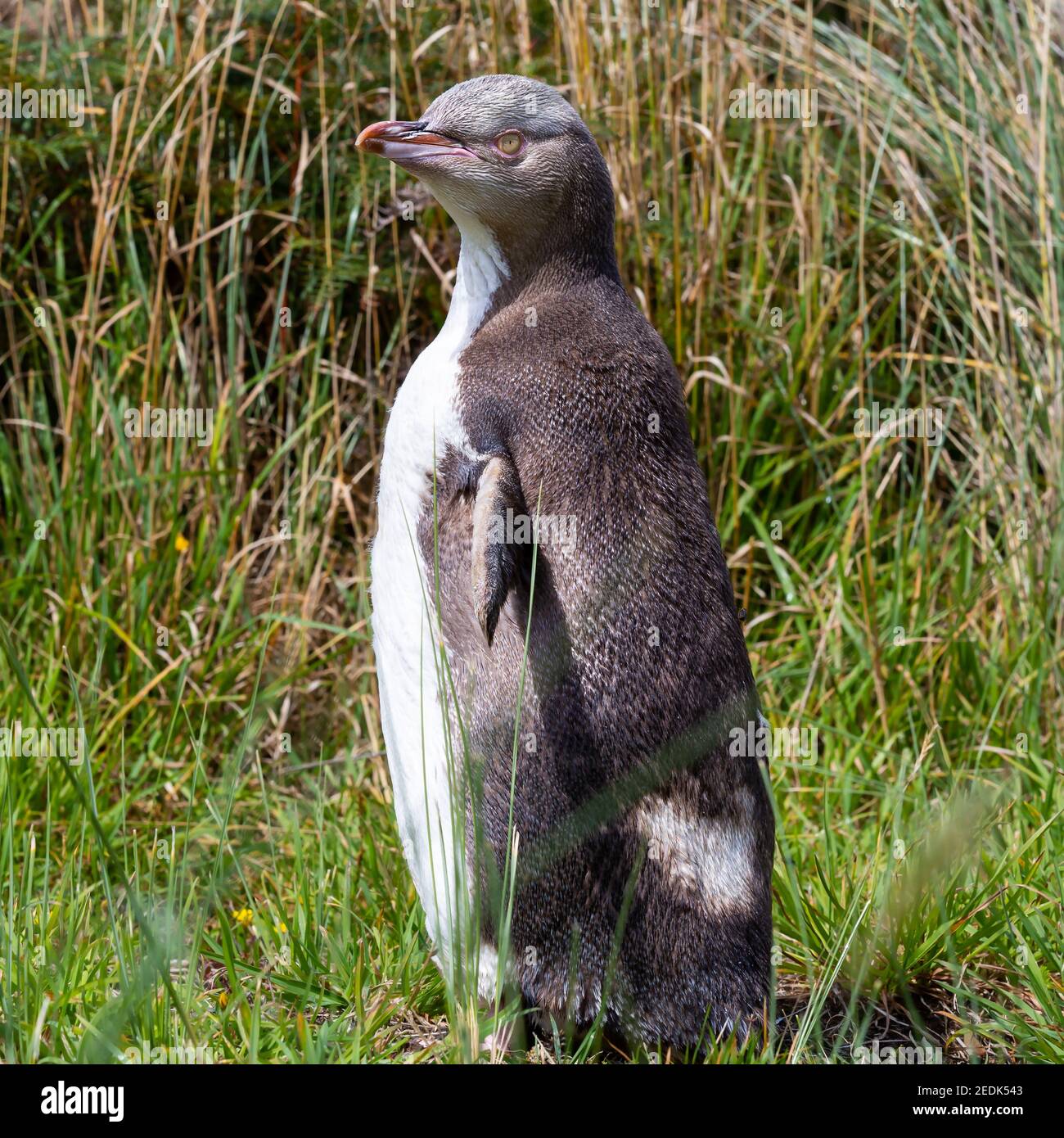 Penguin Megadyptes Antipodes Isola del Sud Nuova Zelanda Foto Stock