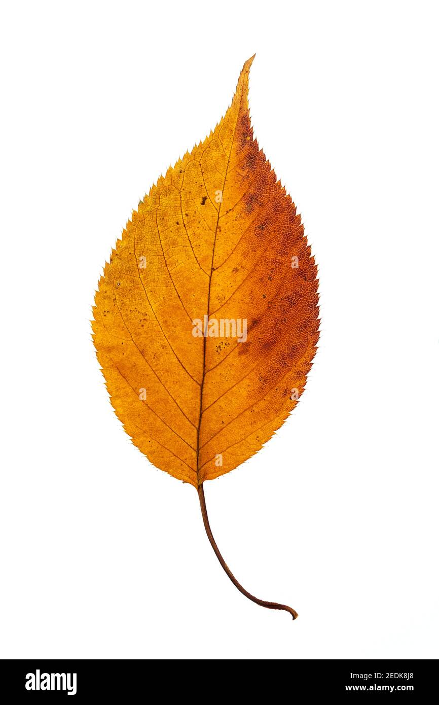 foglia di un ciliegio giapponese, autunno colorato e isolato su sfondo bianco Foto Stock