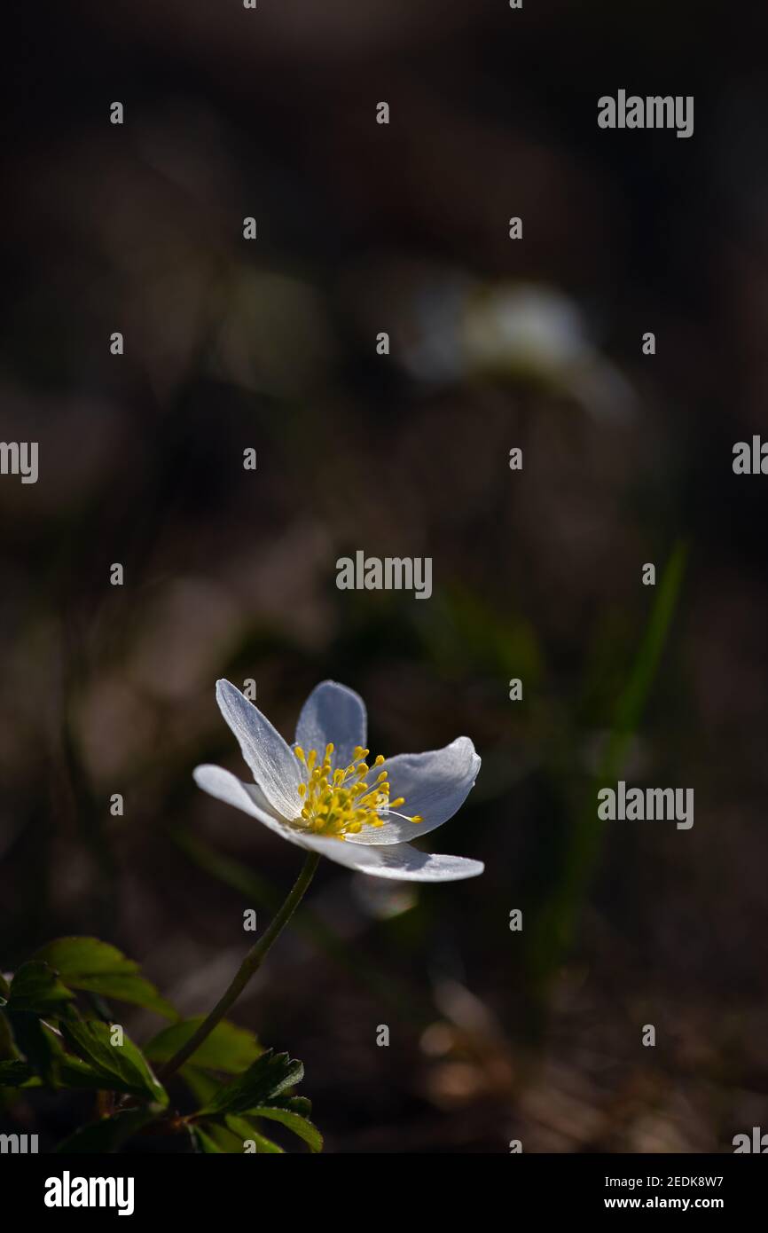 Anemone di legno con petali bianchi e resistenza gialla contro a. sfondo sfocato Foto Stock