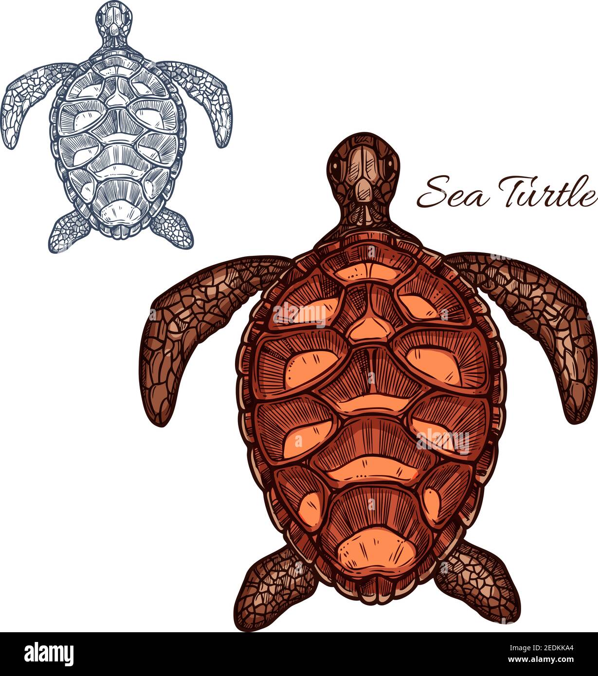 Icona vettoriale tartaruga del mare marino o dell'oceano rettile tartaruga o terrapina con osso carapace o guscio cartilagineo. Tartaruga isolata con guscio dettagliato Illustrazione Vettoriale