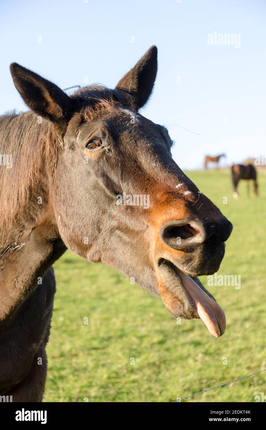 Bruno cavallo che grida, sorridente, bocca aperta, lingua da mostrare, strano, Divertente aspetto sciocco, ritratto vista frontale, Germania Foto Stock