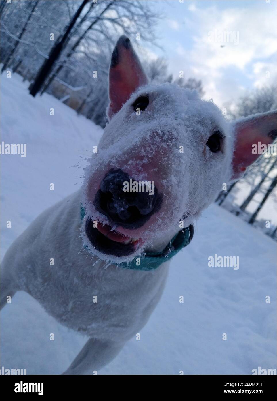 bullterrier nella neve Foto Stock