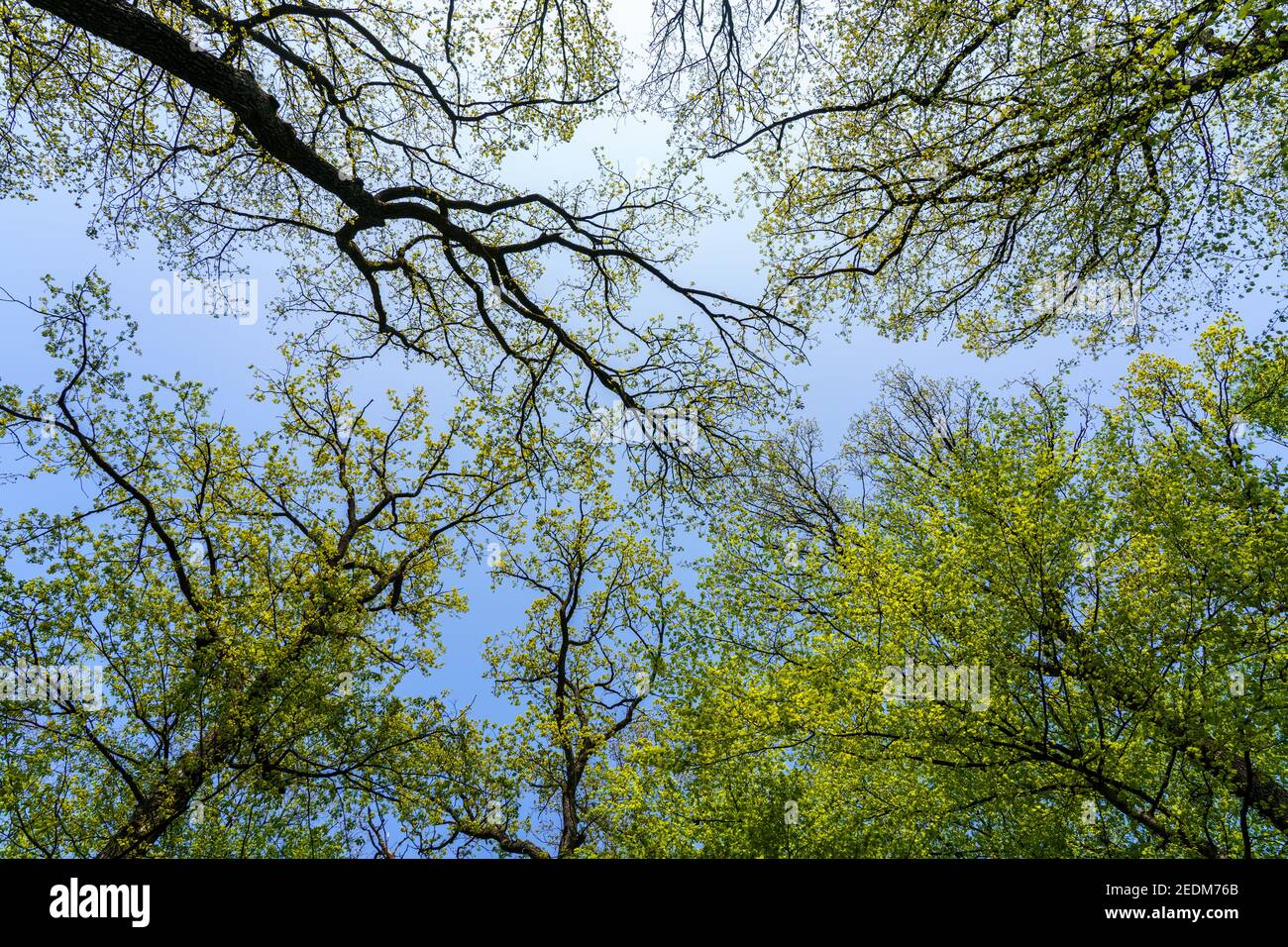 Un grande albero in una foresta. Foto di alta qualità Foto Stock