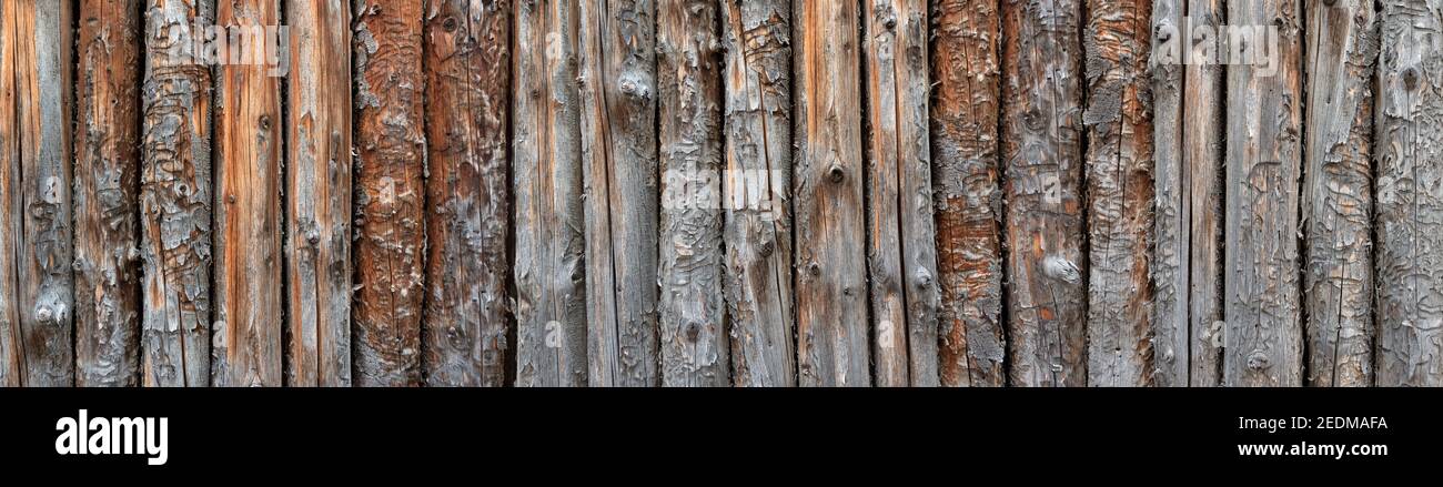 Fila panoramica di vecchi e sottili tronchi di alberi Foto Stock Fila panoramica di vecchi e sottili tronchi di alberi Foto Stock