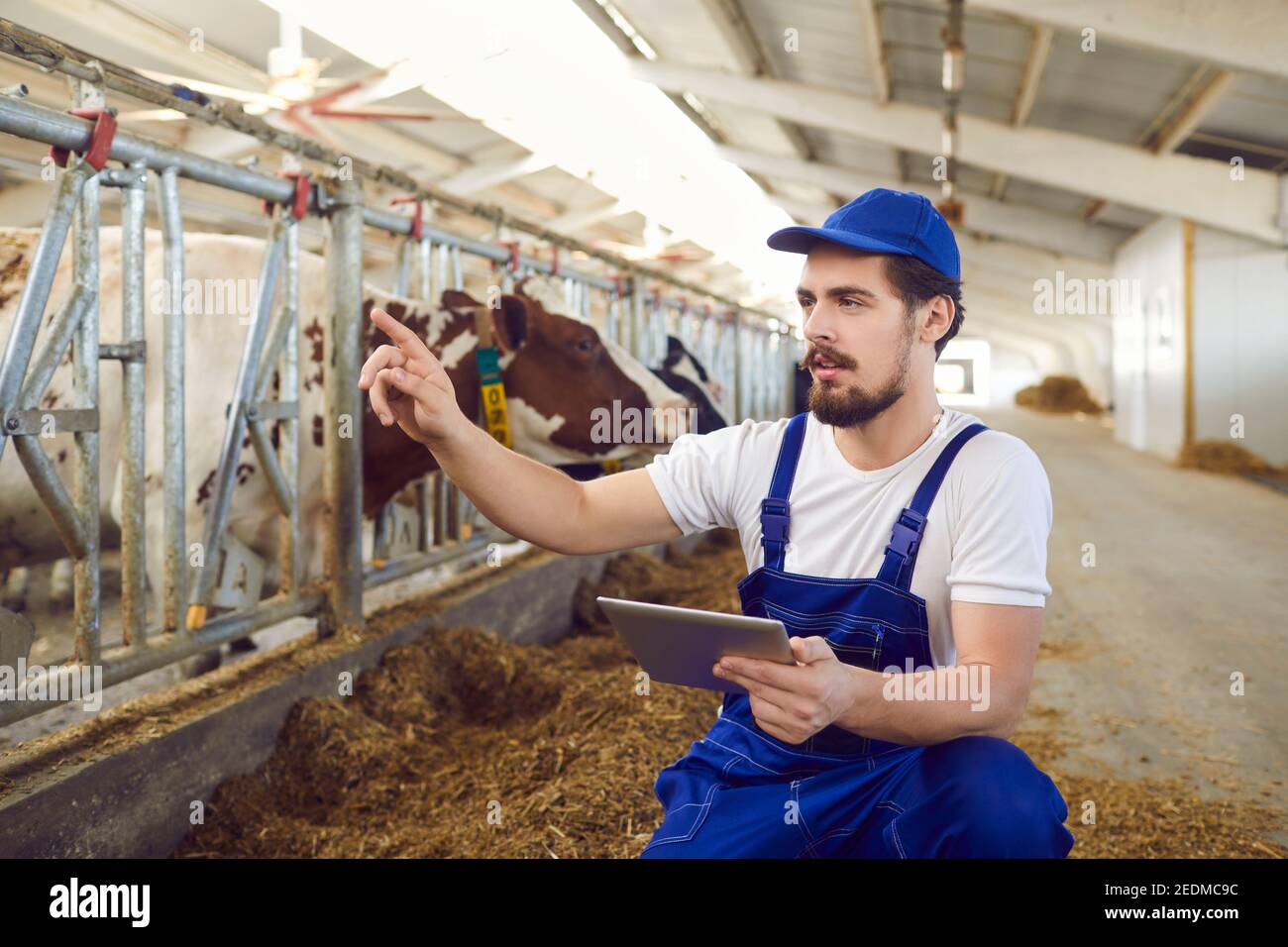 Il lavoratore agricolo maschile osserva le mucche nella capanna e registra i dati su di esse su un tablet digitale. Foto Stock