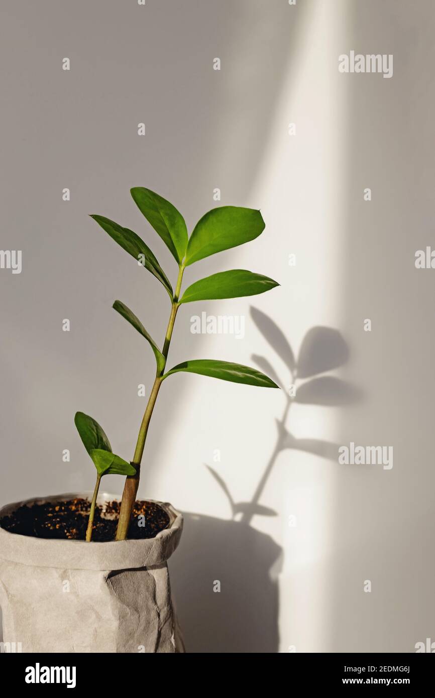 Casa pianta sopra la parete bianca in luce naturale del sole. Foto Stock