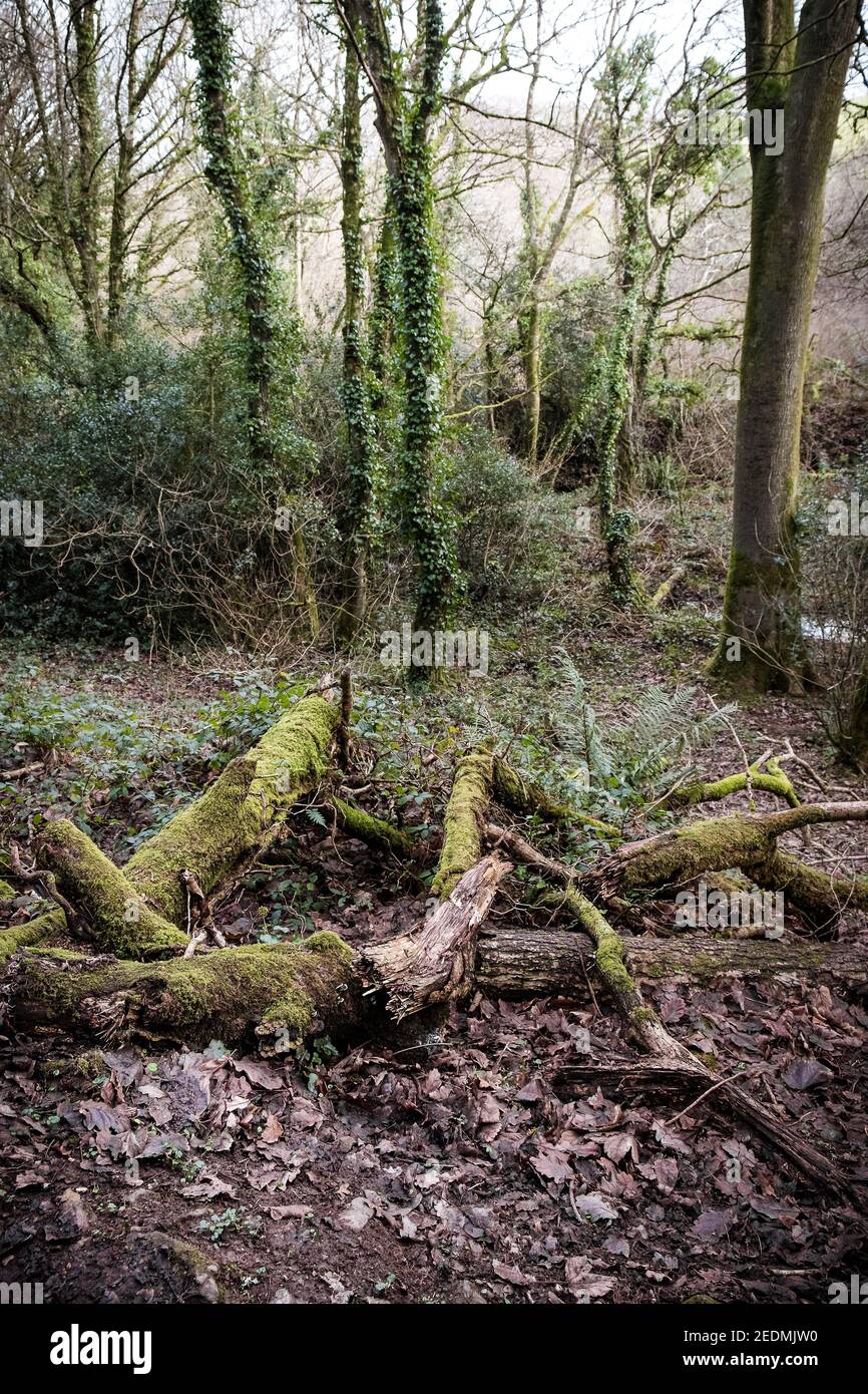 Moss coprì rami di alberi caduti nel sottobosco nella suggestiva Metha Woods nella valle di Lappa vicino a St Newlyn East in Cornovaglia. Foto Stock