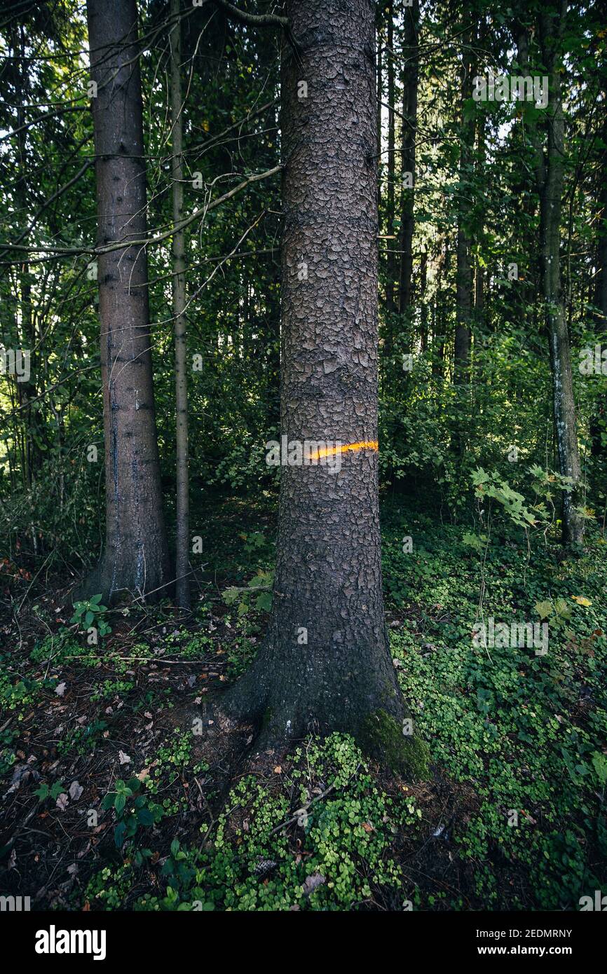 Forester segna su alberi nella foresta - selezione e. riserva naturale Foto Stock