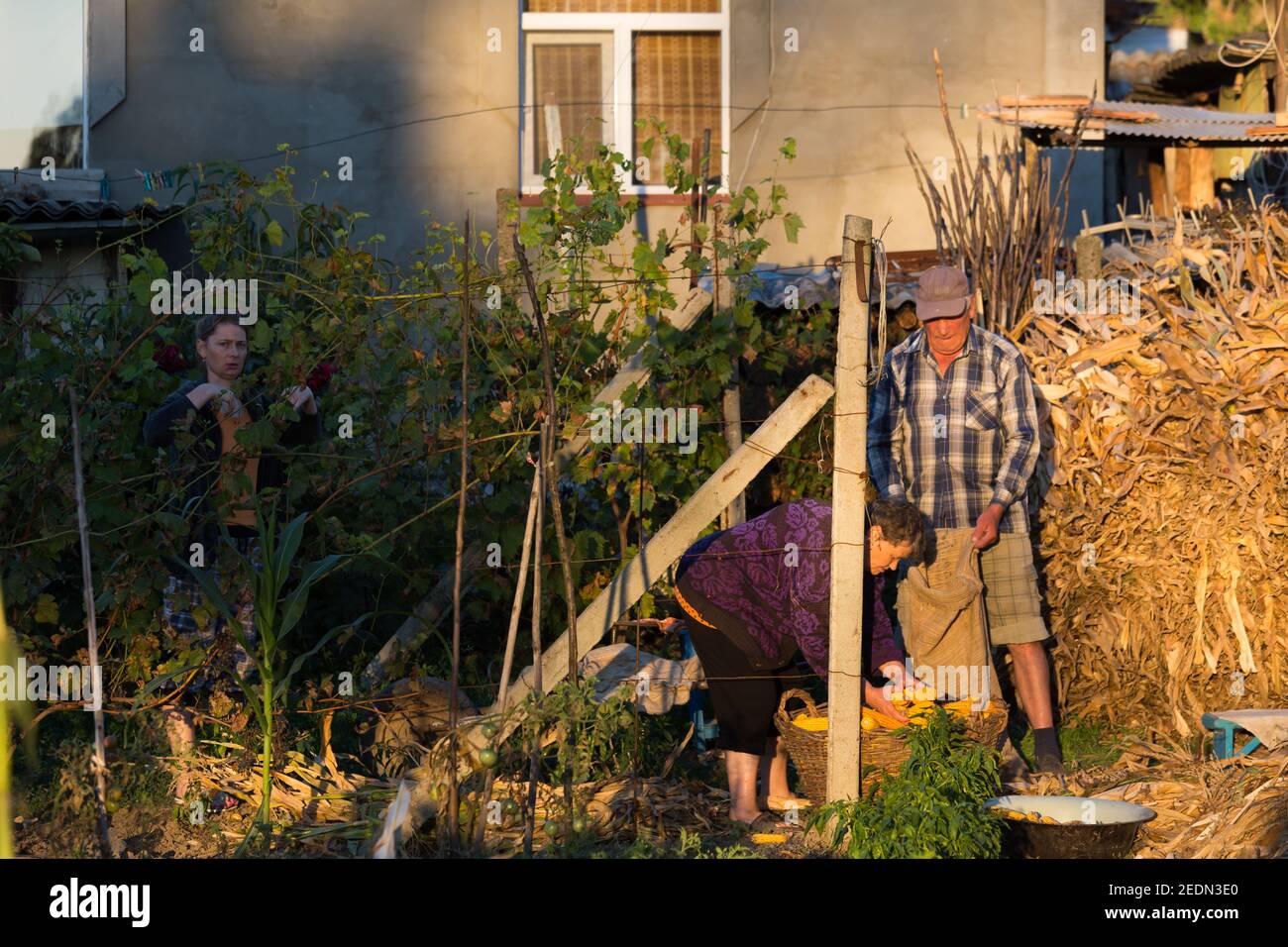 01.09.2016, Curchi, Rajon Orhei, Moldavia - raccolta di mais in una piccola azienda agricola. 00A160901D391CAROEX.JPG [RILASCIO MODELLO: NO, RILASCIO PROPRIETÀ: NO (c) caro i Foto Stock